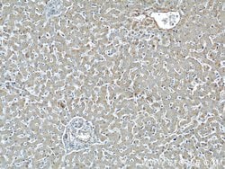 ME1 Rabbit anti-Human, Mouse, Rat, Polyclonal, Proteintech:Antibodies:Primary