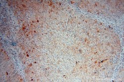 ME1 Rabbit anti-Human, Mouse, Rat, Polyclonal, Proteintech:Antibodies:Primary