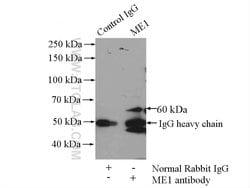 ME1 Rabbit anti-Human, Mouse, Rat, Polyclonal, Proteintech:Antibodies:Primary