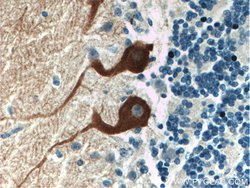 HOMER3 Rabbit anti-Human, Mouse, Rat, Polyclonal, Proteintech:Antibodies:Primary