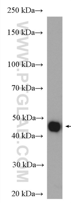 HOMER3 Rabbit anti-Human, Mouse, Rat, Polyclonal, Proteintech:Antibodies:Primary