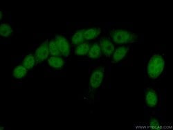 COPS7A Rabbit anti-Human, Mouse, Rat, Polyclonal, Proteintech:Antibodies:Primary