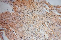 COPS7A Rabbit anti-Human, Mouse, Rat, Polyclonal, Proteintech:Antibodies:Primary