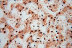 COPS7A Rabbit anti-Human, Mouse, Rat, Polyclonal, Proteintech:Antibodies:Primary
