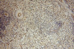 COPS7A Rabbit anti-Human, Mouse, Rat, Polyclonal, Proteintech:Antibodies:Primary