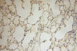 COPS7A Rabbit anti-Human, Mouse, Rat, Polyclonal, Proteintech:Antibodies:Primary