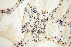 COPS7A Rabbit anti-Human, Mouse, Rat, Polyclonal, Proteintech:Antibodies:Primary
