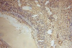 COPS7A Rabbit anti-Human, Mouse, Rat, Polyclonal, Proteintech:Antibodies:Primary