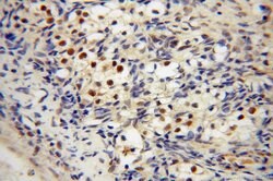 COPS7A Rabbit anti-Human, Mouse, Rat, Polyclonal, Proteintech:Antibodies:Primary
