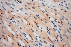COPS7A Rabbit anti-Human, Mouse, Rat, Polyclonal, Proteintech:Antibodies:Primary