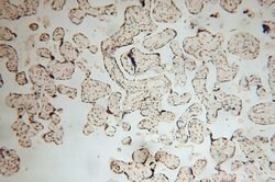 COPS7A Rabbit anti-Human, Mouse, Rat, Polyclonal, Proteintech:Antibodies:Primary
