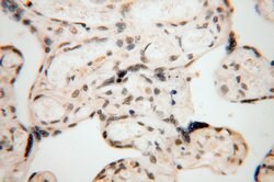COPS7A Rabbit anti-Human, Mouse, Rat, Polyclonal, Proteintech:Antibodies:Primary