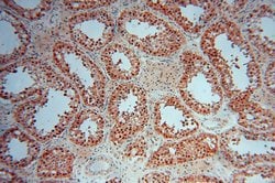 COPS7A Rabbit anti-Human, Mouse, Rat, Polyclonal, Proteintech:Antibodies:Primary