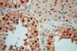 COPS7A Rabbit anti-Human, Mouse, Rat, Polyclonal, Proteintech:Antibodies:Primary