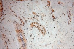COPS7A Rabbit anti-Human, Mouse, Rat, Polyclonal, Proteintech:Antibodies:Primary