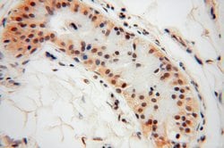 COPS7A Rabbit anti-Human, Mouse, Rat, Polyclonal, Proteintech:Antibodies:Primary