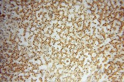 COPS7A Rabbit anti-Human, Mouse, Rat, Polyclonal, Proteintech:Antibodies:Primary