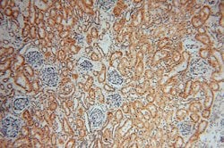 COPS7A Rabbit anti-Human, Mouse, Rat, Polyclonal, Proteintech:Antibodies:Primary