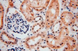COPS7A Rabbit anti-Human, Mouse, Rat, Polyclonal, Proteintech:Antibodies:Primary