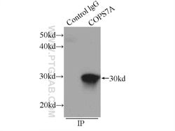 COPS7A Rabbit anti-Human, Mouse, Rat, Polyclonal, Proteintech:Antibodies:Primary