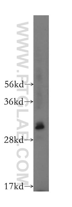 COPS7A Rabbit anti-Human, Mouse, Rat, Polyclonal, Proteintech:Antibodies:Primary
