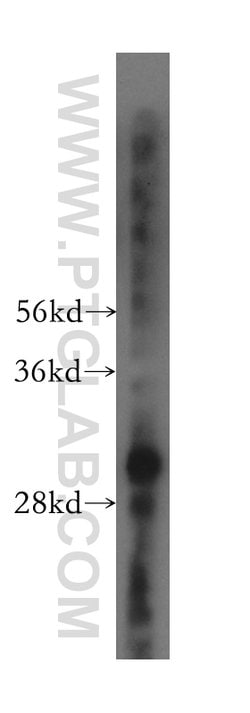 COPS7A Rabbit anti-Human, Mouse, Rat, Polyclonal, Proteintech:Antibodies:Primary