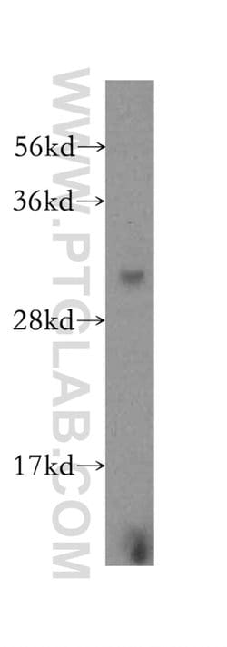 COPS7A Rabbit anti-Human, Mouse, Rat, Polyclonal, Proteintech:Antibodies:Primary