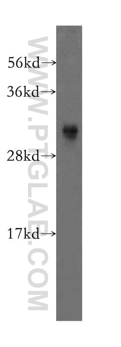 COPS7A Rabbit anti-Human, Mouse, Rat, Polyclonal, Proteintech:Antibodies:Primary