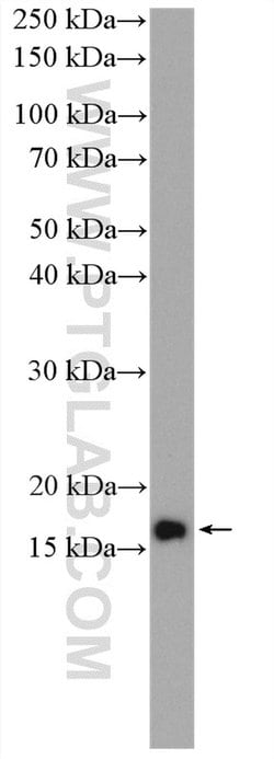 RPL32 Rabbit anti-Human, Mouse, Rat, Polyclonal, Proteintech 150 &mu;L;