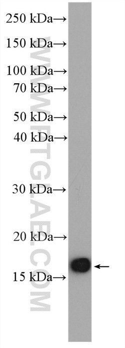 RPL32 Rabbit anti-Human, Mouse, Rat, Polyclonal, Proteintech 150 &mu;L;