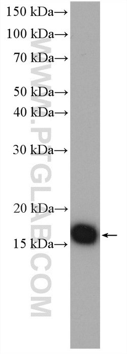 RPL32 Rabbit anti-Human, Mouse, Rat, Polyclonal, Proteintech 150 &mu;L;