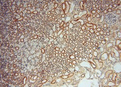 OCIAD1 Rabbit anti-Human, Mouse, Rat, Polyclonal, Proteintech 150 &mu;L;