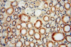 OCIAD1 Rabbit anti-Human, Mouse, Rat, Polyclonal, Proteintech 150 &mu;L;