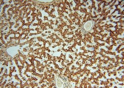 OCIAD1 Rabbit anti-Human, Mouse, Rat, Polyclonal, Proteintech 150 &mu;L;