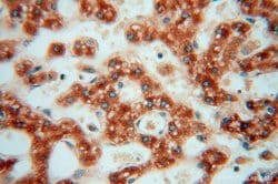OCIAD1 Rabbit anti-Human, Mouse, Rat, Polyclonal, Proteintech 150 &mu;L;