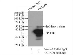 OCIAD1 Rabbit anti-Human, Mouse, Rat, Polyclonal, Proteintech 150 &mu;L;