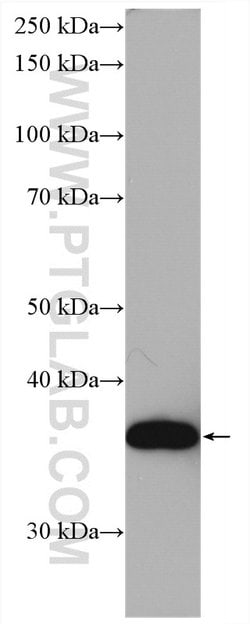 OCIAD1 Rabbit anti-Human, Mouse, Rat, Polyclonal, Proteintech 150 &mu;L;