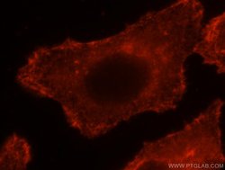 EPLIN Rabbit anti-Human, Mouse, Rat, Polyclonal, Proteintech 150 &mu;L;