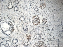EPLIN Rabbit anti-Human, Mouse, Rat, Polyclonal, Proteintech 150 &mu;L;