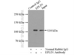 EPLIN Rabbit anti-Human, Mouse, Rat, Polyclonal, Proteintech 150 &mu;L;