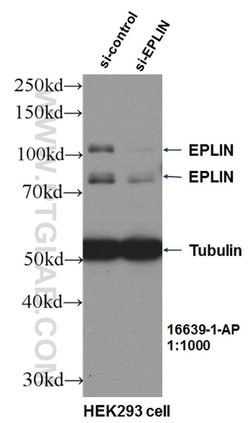 EPLIN Rabbit anti-Human, Mouse, Rat, Polyclonal, Proteintech 150 &mu;L;