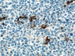 CD163 Rabbit anti-Human, Mouse, Polyclonal, Proteintech 150 &mu;L; Unconjugated:Antibodies