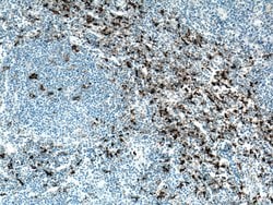 CD163 Rabbit anti-Human, Mouse, Polyclonal, Proteintech 150 &mu;L; Unconjugated:Antibodies
