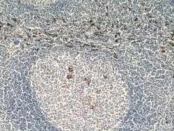 CD163 Rabbit anti-Human, Mouse, Polyclonal, Proteintech 150 &mu;L; Unconjugated:Antibodies