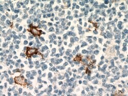 CD163 Rabbit anti-Human, Mouse, Polyclonal, Proteintech 150 &mu;L; Unconjugated:Antibodies