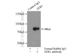ZER1 Rabbit anti-Human, Mouse, Rat, Polyclonal, Proteintech:Antibodies:Primary
