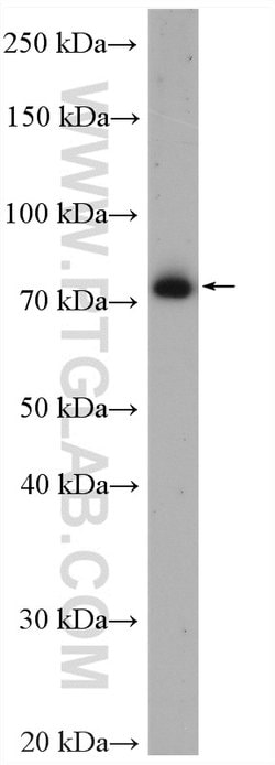 ZER1 Rabbit anti-Human, Mouse, Rat, Polyclonal, Proteintech:Antibodies:Primary