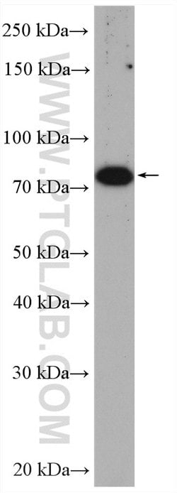 ZER1 Rabbit anti-Human, Mouse, Rat, Polyclonal, Proteintech:Antibodies:Primary