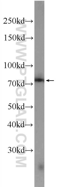 ZER1 Rabbit anti-Human, Mouse, Rat, Polyclonal, Proteintech:Antibodies:Primary