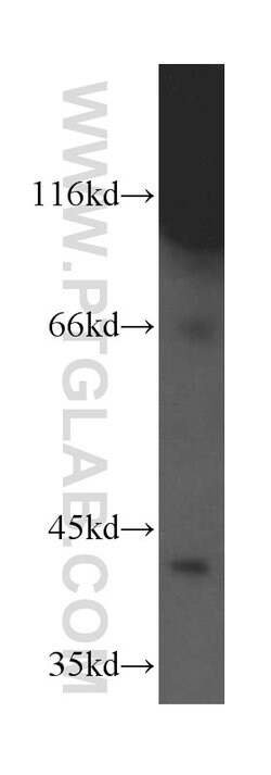 PRKX Rabbit anti-Human, Mouse, Rat, Polyclonal, Proteintech:Antibodies:Primary